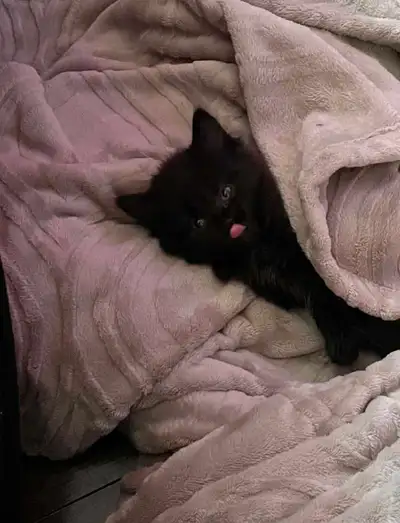 Cute kittens, View more