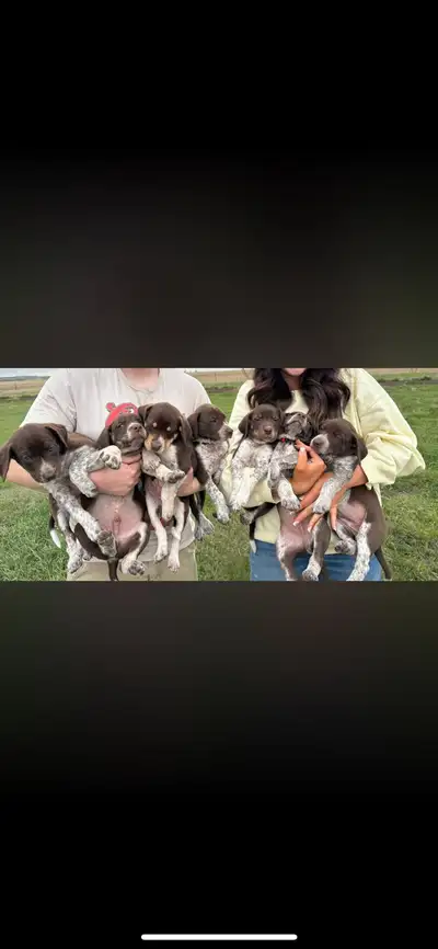 Border Collie x German Shorthaired Pointer Puppies We have 7 beautiful puppies looking for their for...