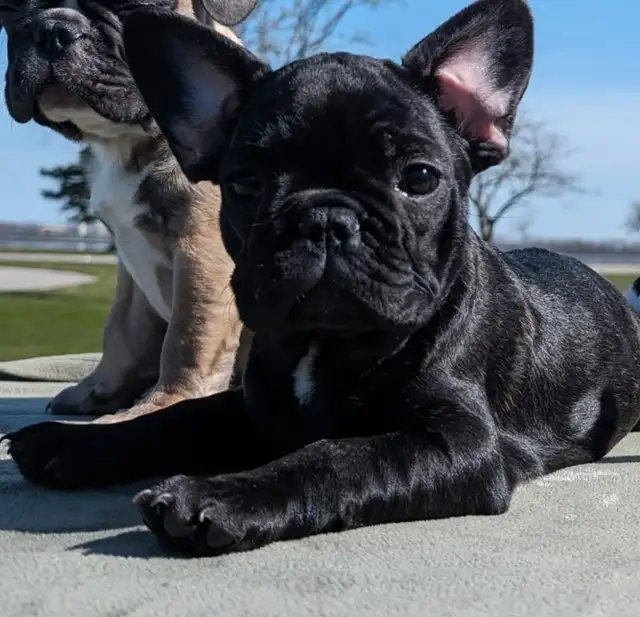 Rare all white fluffy french bulldogs puppies in Dogs & Puppies for Rehoming in City of Toronto - Image 7