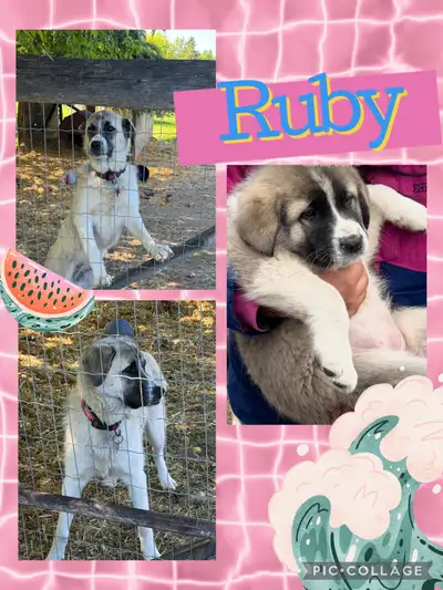 KANGAL/Great pyranese Livestock Guardian Dog, View more