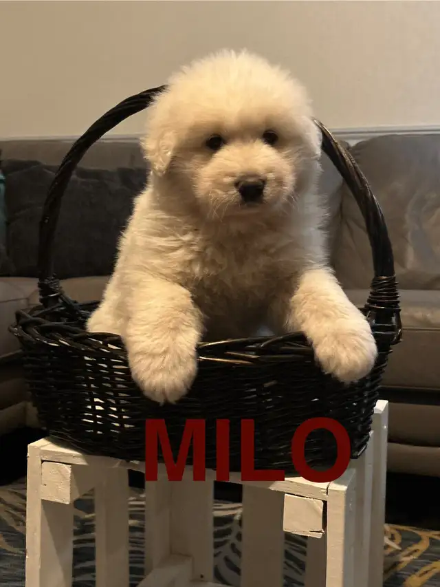 Great Pyrenees/Alaskan Malamute Puppies in Dogs & Puppies for Rehoming in Portage la Prairie - Image 14