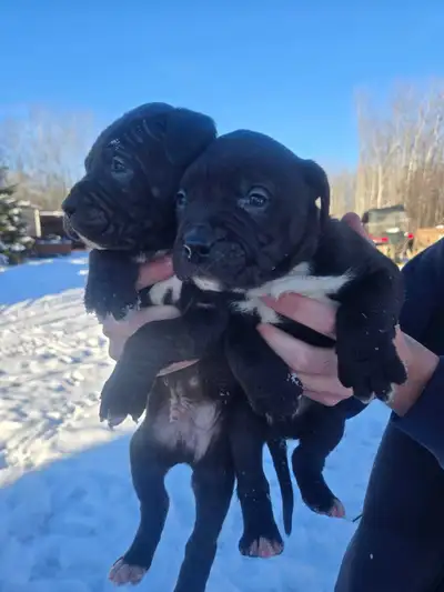 Cane corso x puppies, View more