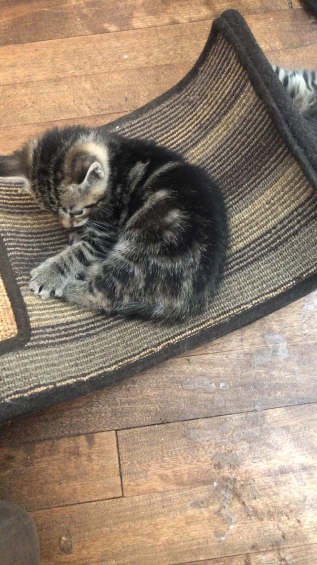 Selling 5 kittens Cats & Kittens for Rehoming Moncton Kijiji