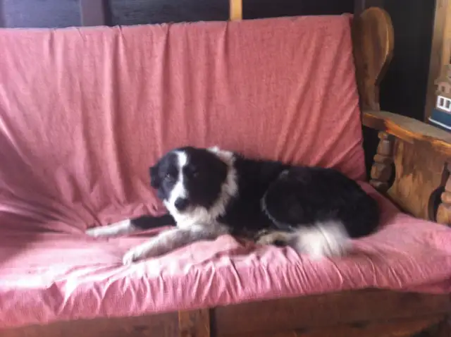 CANCELLED TEES 7 BUS MARKET SALE - ANIMAL FUNDRAISER in Events in Red Deer - Image 11