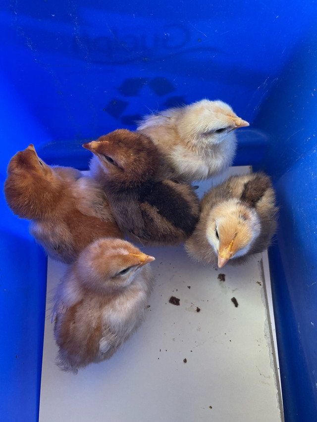 Hatching Eggs in Livestock in Mississauga / Peel Region - Image 3