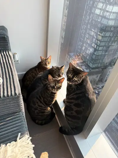 Cats for rehoming, View more
