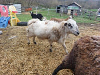 2 year old purebred Katahdin Ram for sale or trade