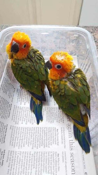 Sun conure babies