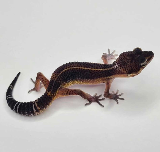 BLACK NIGHT LEOPARD GECKOS in Reptiles & Amphibians for Rehoming in St. John's - Image 4