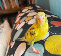 Baby budgie!  Hand-fed! Hand-tame!