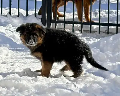 We are a Top German Shepherd breeding program in the Greater Montreal Region, in Quebec. We ship acr...