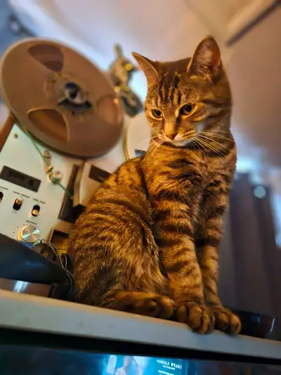 Vintage & Vinyl turned Sweet 16!  So lets have a RECORDS Sale!, View more