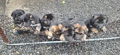 German Shepherd Puppies, View more