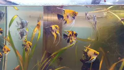 Red devil Angels (5 for $60), View more