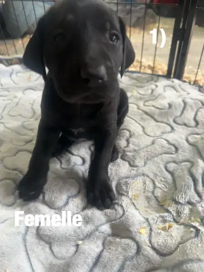 Chiots Labrador X Braque allemand à vendre 700$, View more