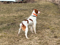 Purebred Brittany Spaniel Puppies For Sale