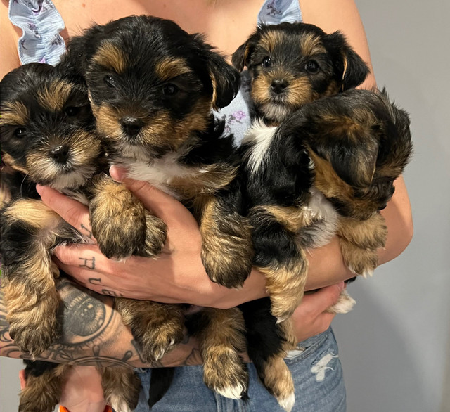 Yokrie Biewer Terriers in Dogs & Puppies for Rehoming in Swift Current - Image 2
