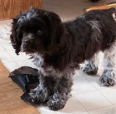 Cocker spaniel puppy, View more