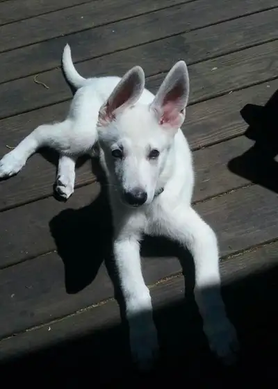 Pick of litter Male White German Shepherd Puppies, View more