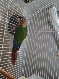 Green cheek conure with cage for sale