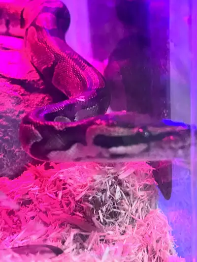 7 year old ball python frozen fed, extremely docile, easy to handle and will make a good pet, I’m mo...