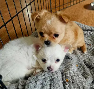 beautiful longhaired chihuahua puppies, View more