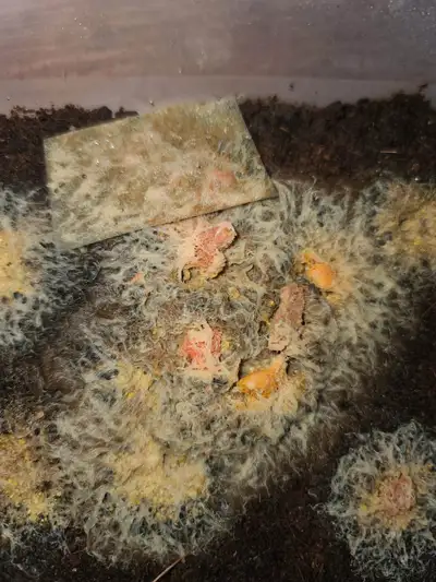 GRINDAL WORMS: Live Food for axolotl, bettas and tiny baby fish, View more