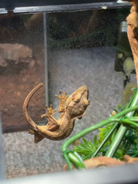 Crested gecko 