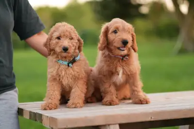Goldendoodle Puppies, View more