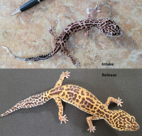 A leopard gecko - Asha!