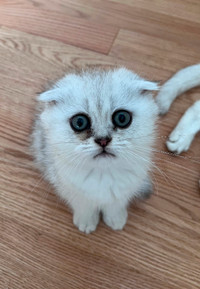Cute Scottish Fold Persian Mix kitten looking for forever home