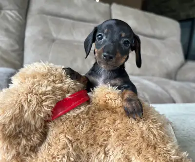 Miniature dachshund puppies , View more