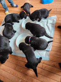 Adorable Blacklab/Rottweiler Puppies Available