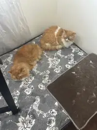 Persian kitten active trained 