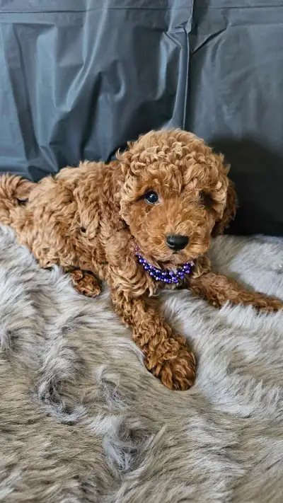 Red toy poodle puppies , View more
