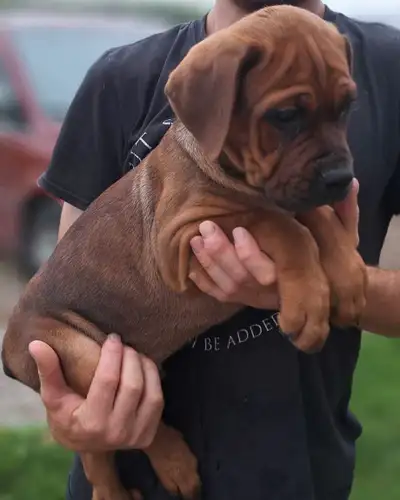 Bulldog/ Rottweiler Pups, View more