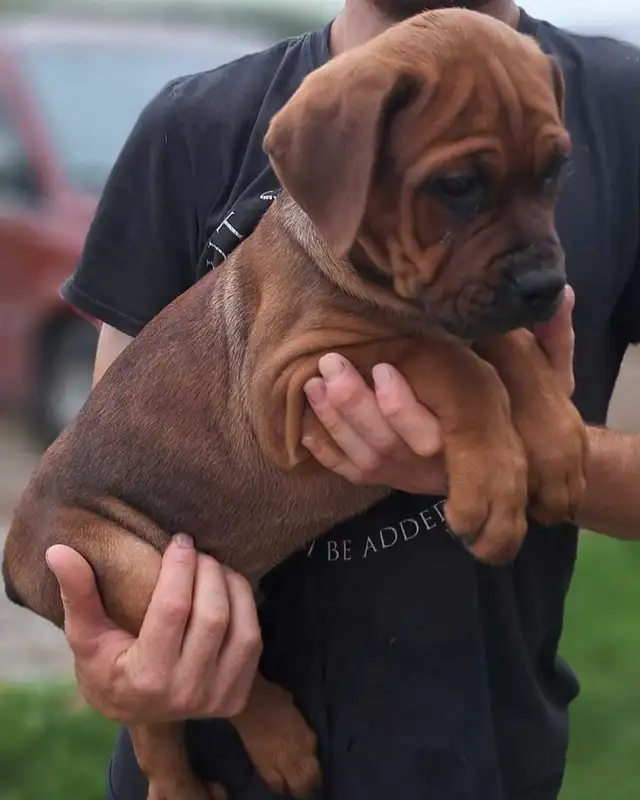 Bulldog/ Rottweiler Pups in Dogs & Puppies for Rehoming in Stratford - Image 2