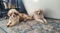 Toy Poodle puppies expected June 1st