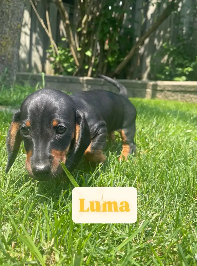 MINI DACHSHUND PUPPIES 8 W.O. ONLY 3 LEFT READY FOR NEW FAMILIES in Dogs & Puppies for Rehoming in Mississauga / Peel Region - Image 5