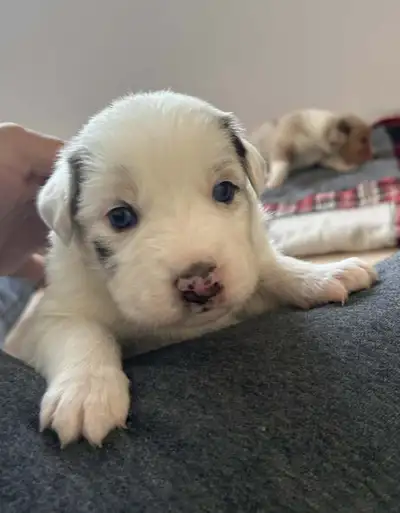 Chiots bergers australiens, View more