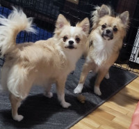 2 Female Chihuahua's