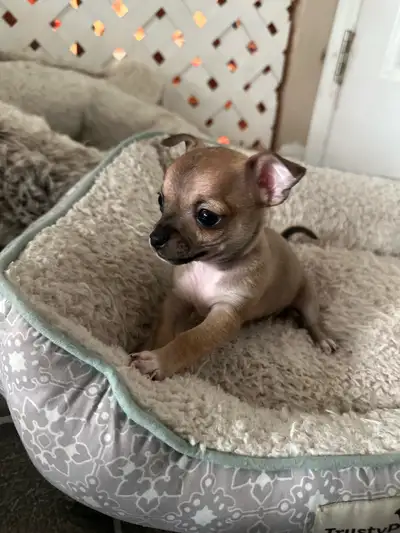 male chihuahua puppies! under 4lbs grown!, View more