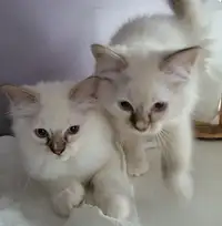 2 Adorable Ragdoll Kittens ..Ready to Go
