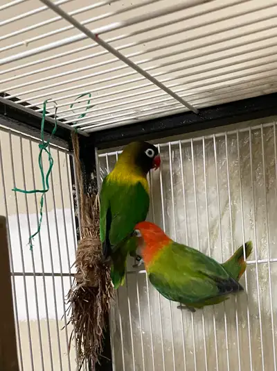 Love Bird Pair, View more