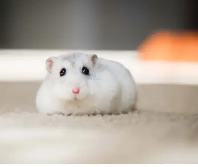 Nous sommes deux jumeau-jumelle de 10 ans qui offre de bien s’occuper de vos petits animaux à prix m...