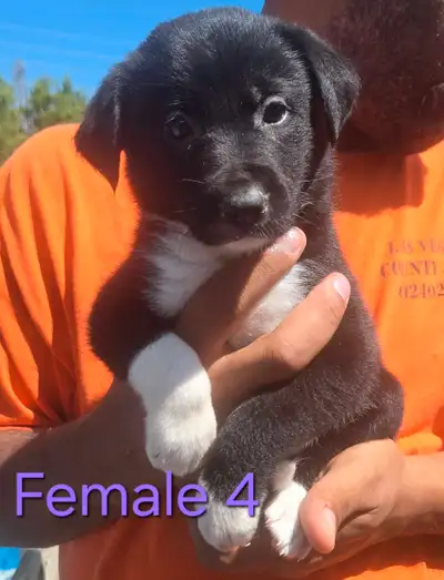 Ready Now - Border Collie Puppies, View more