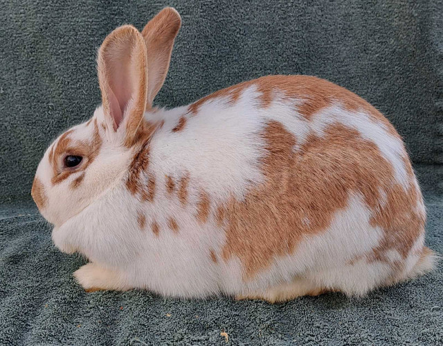 New Zealand and Rex Rabbits  in Livestock in Prince George - Image 2