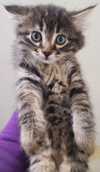 Maine  coon male kitten 300, text 6043322336