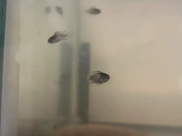 electric blue acara juveniles in Fish for Rehoming in Brantford - Image 3