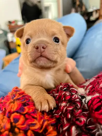 Pomchi à vendre, View more